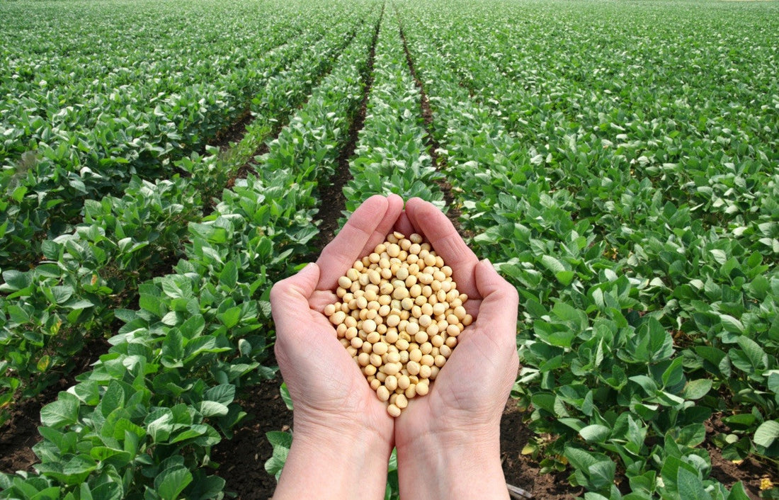 ¿Qué significa que la soya sea libre de transgénicos?🌿